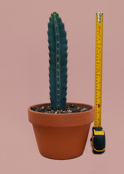 仙人掌植物1英尺3英寸